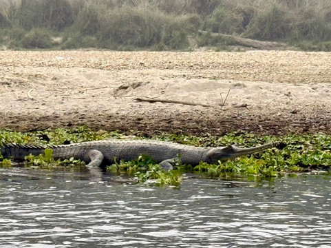 Wildlife Adventure Tours-奇旺国家公国必去景点