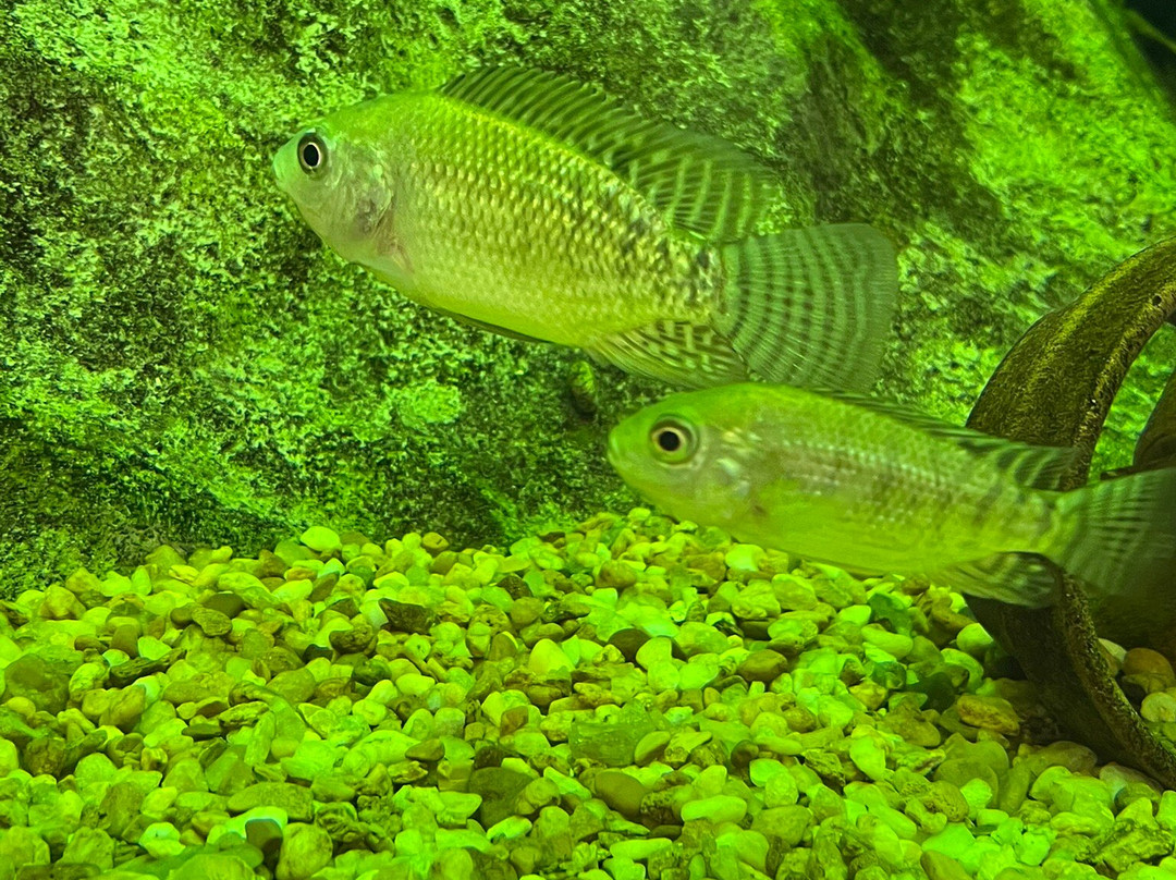 Alabama Aquarium at the Dauphin Island Sea Lab-Dauphin Island必去景点