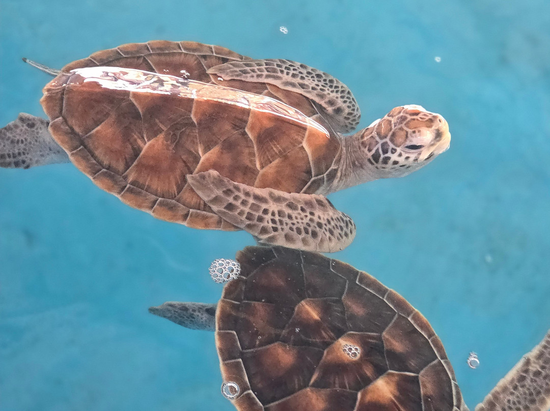 班赞生鲜市场-芭东海滩必去景点