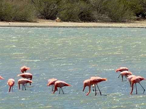 Flamingo Sanctuary Sint Willibrordus-Sint Willibrordus必去景点