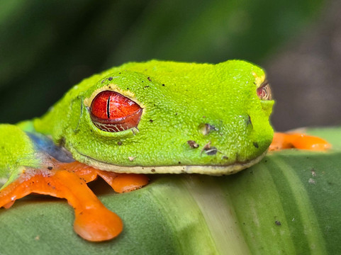 Nature Amazing Tours Costa Rica-Filadelfia必去景点