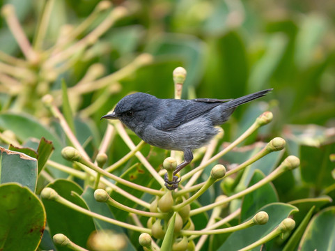 Feathers Garden-多塔圣赫拉多必去景点