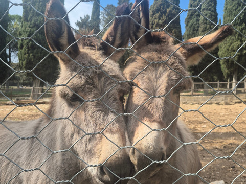Città Della Domenica-佩鲁贾必去景点
