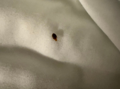 新奥尔巴尼路易斯维尔西欢朋酒店主图