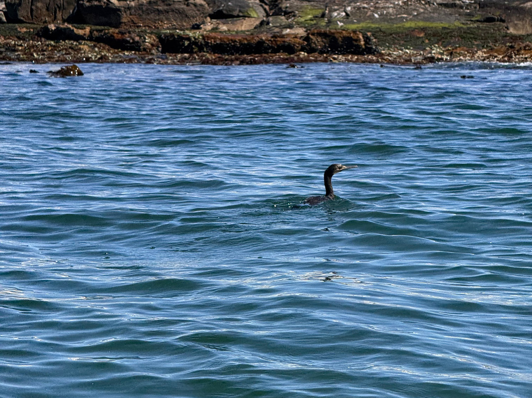Cape Coast Expeditions-Yzerfontein必去景点