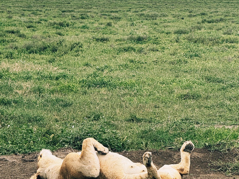 Meijo Safaris-阿鲁沙区必去景点