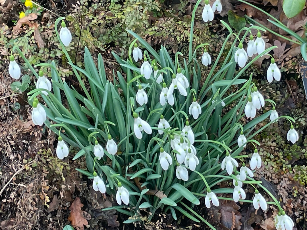 Shepton Snowdrops-Shepton Mallet必去景点