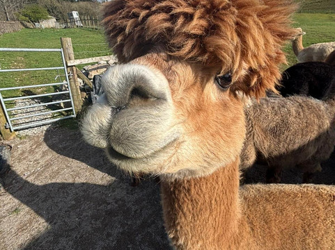 Wreay Syke Alpacas-肯德尔必去景点