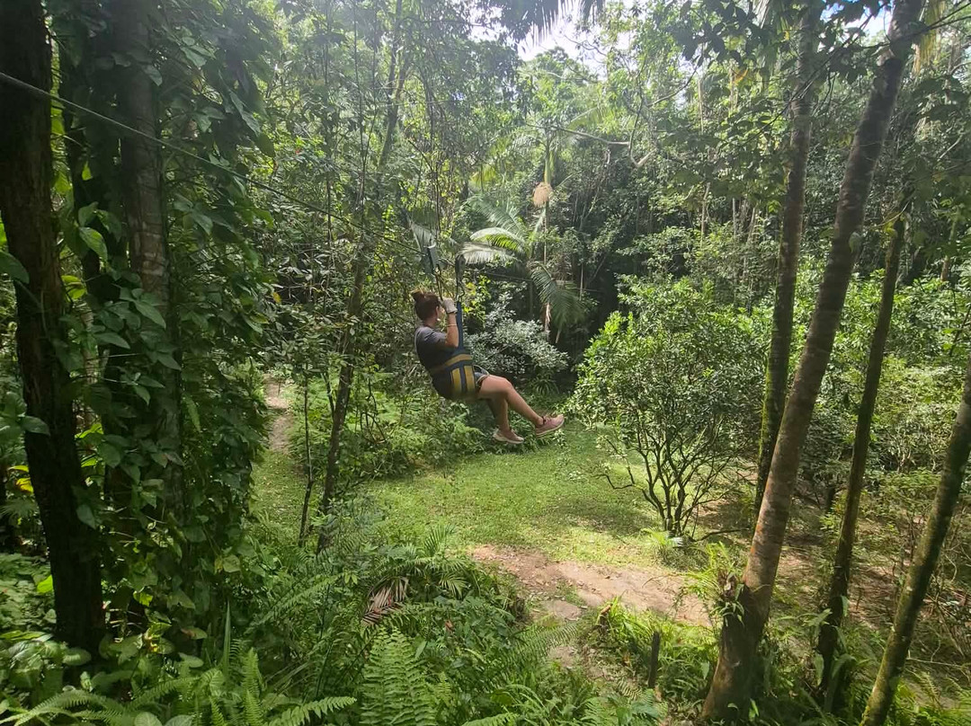 Forest Flying-Finch Hatton必去景点