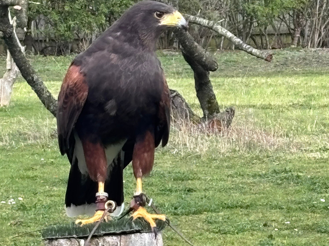 Suffolk Owl Sanctuary-Stonham Aspal必去景点