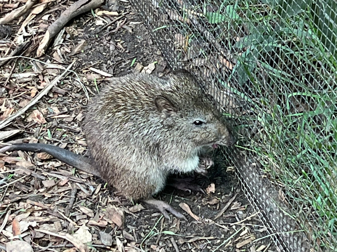 Potoroo Palace-梅林布拉必去景点