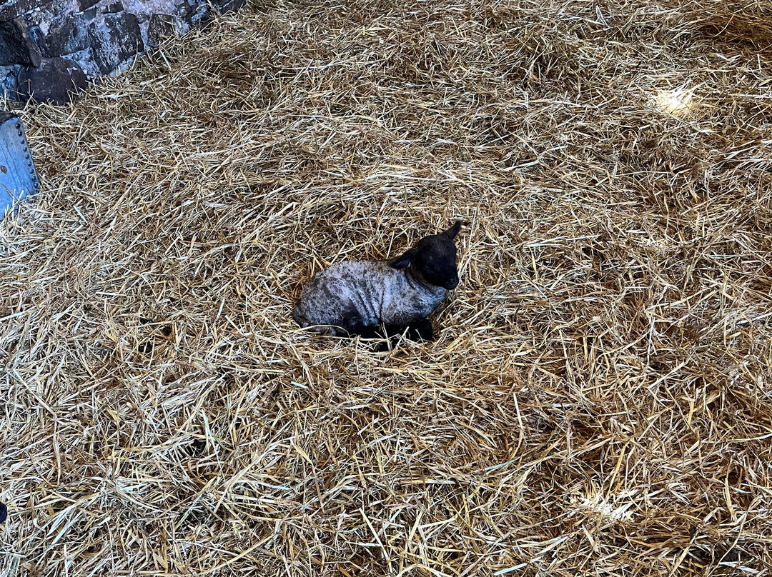 Acton Scott Heritage Farm-Acton Scott必去景点