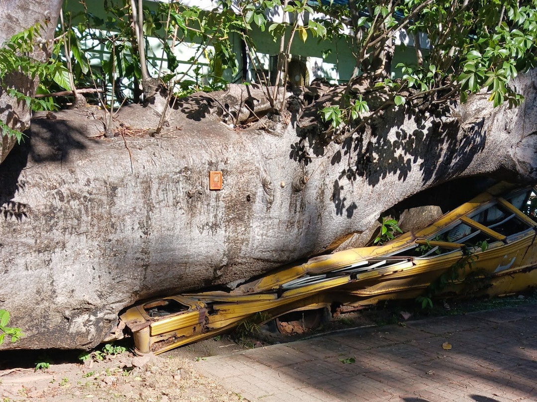 David and Goliath-罗索必去景点