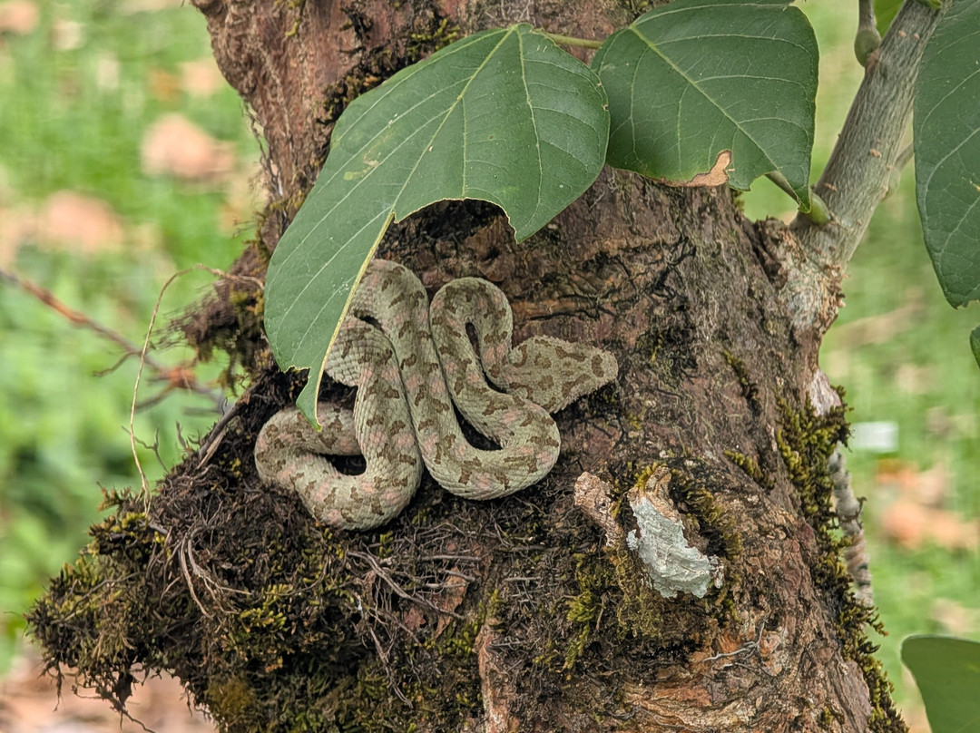 Cafe & Cacao Tour Bijagua-Bijagua de Upala必去景点