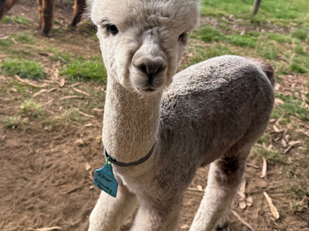 Kepler Mountain View Alpacas-马纳普里必去景点