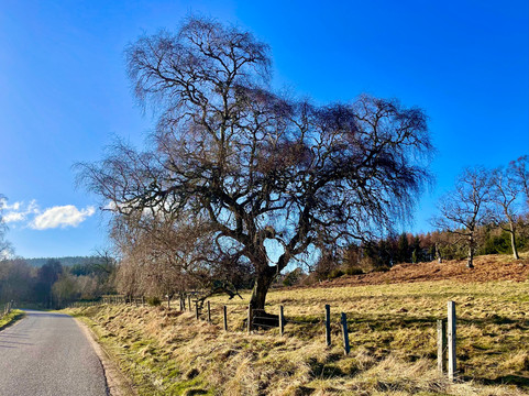 Glen Tanar National Nature Reserve-Aboyne必去景点