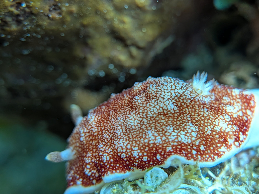 The Three P Beach Resort & Dive Center主图