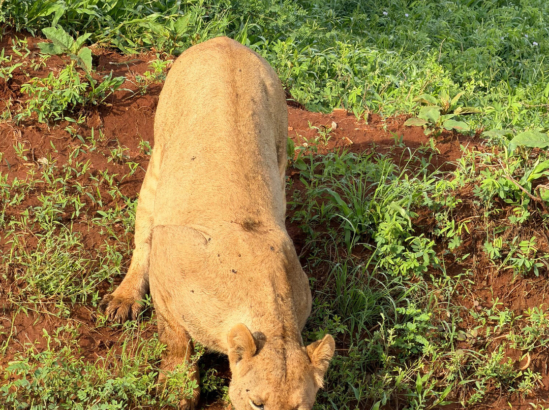 King Lion Tours And Safaris-瓦塔木必去景点