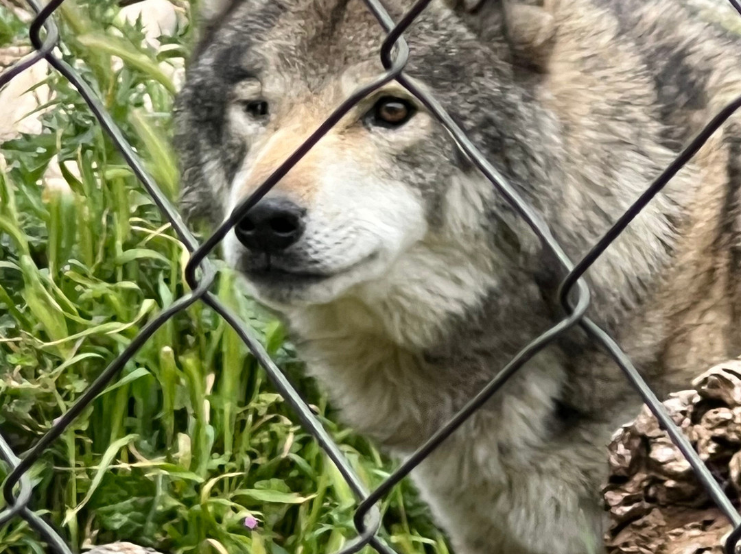 Lobo Park-安特克拉必去景点
