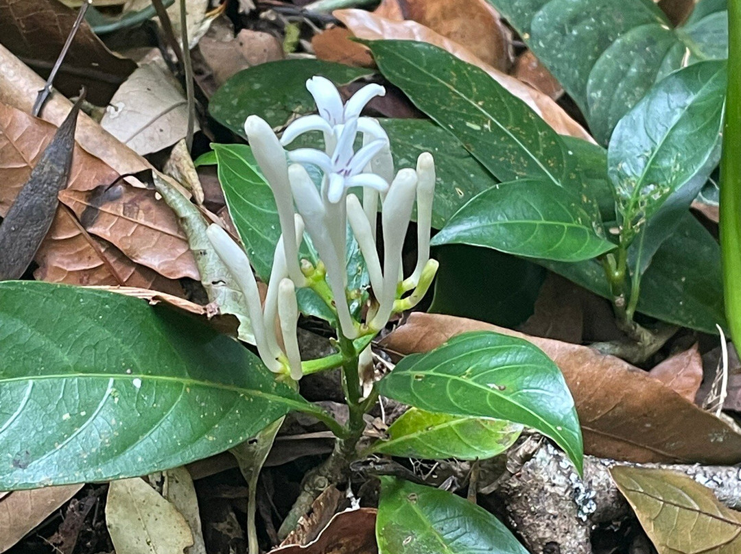 Tree Trek Boquete-波魁特必去景点