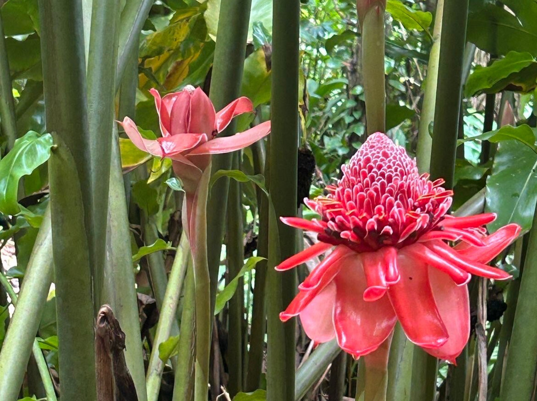 Saut de la Lézarde-Petit-Bourg必去景点