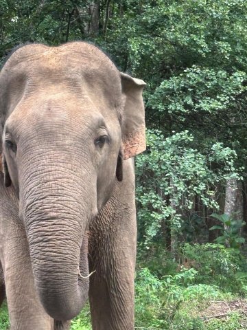 利沃纳花园度假村-旅行者