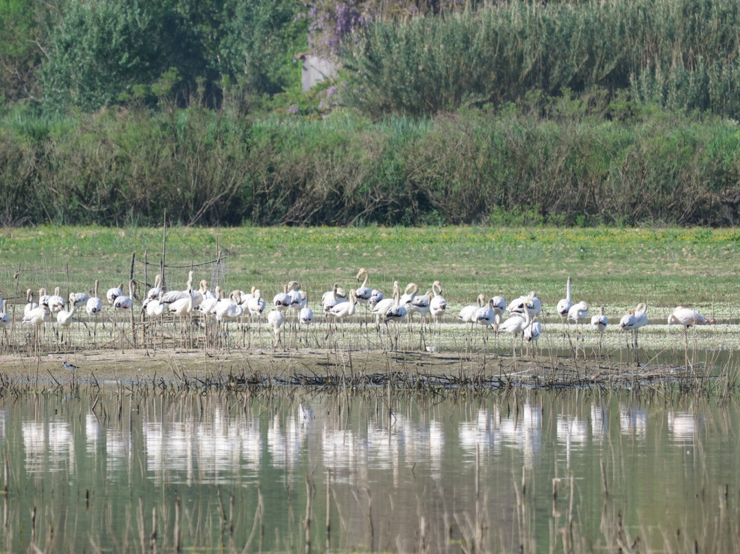 Birding In Italy-Capolona必去景点
