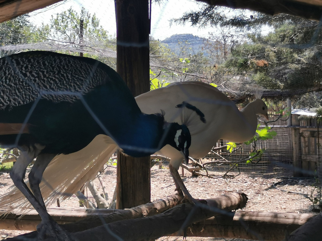 Ktíma - Zoo Park Polyzogópoulou-Amaliada必去景点