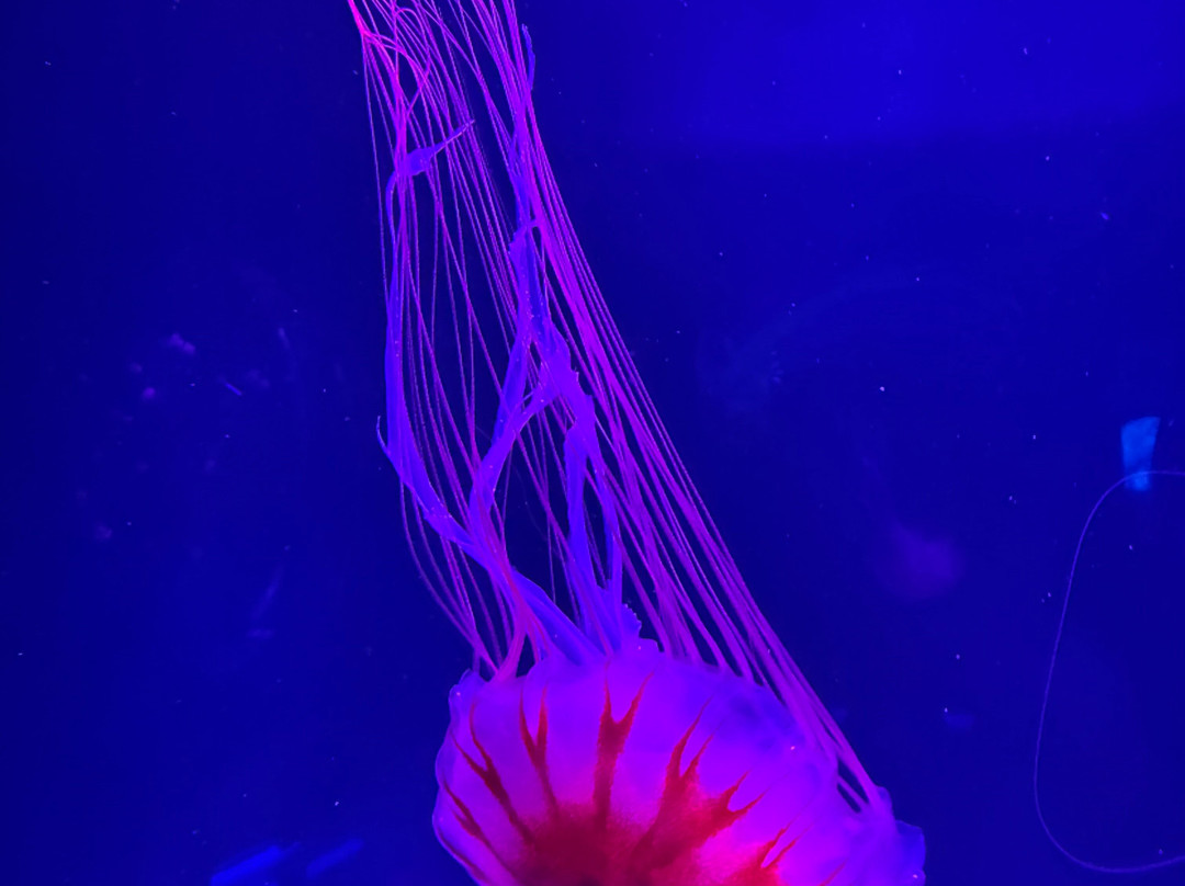Jellyfish Museum-庞帕诺比奇必去景点