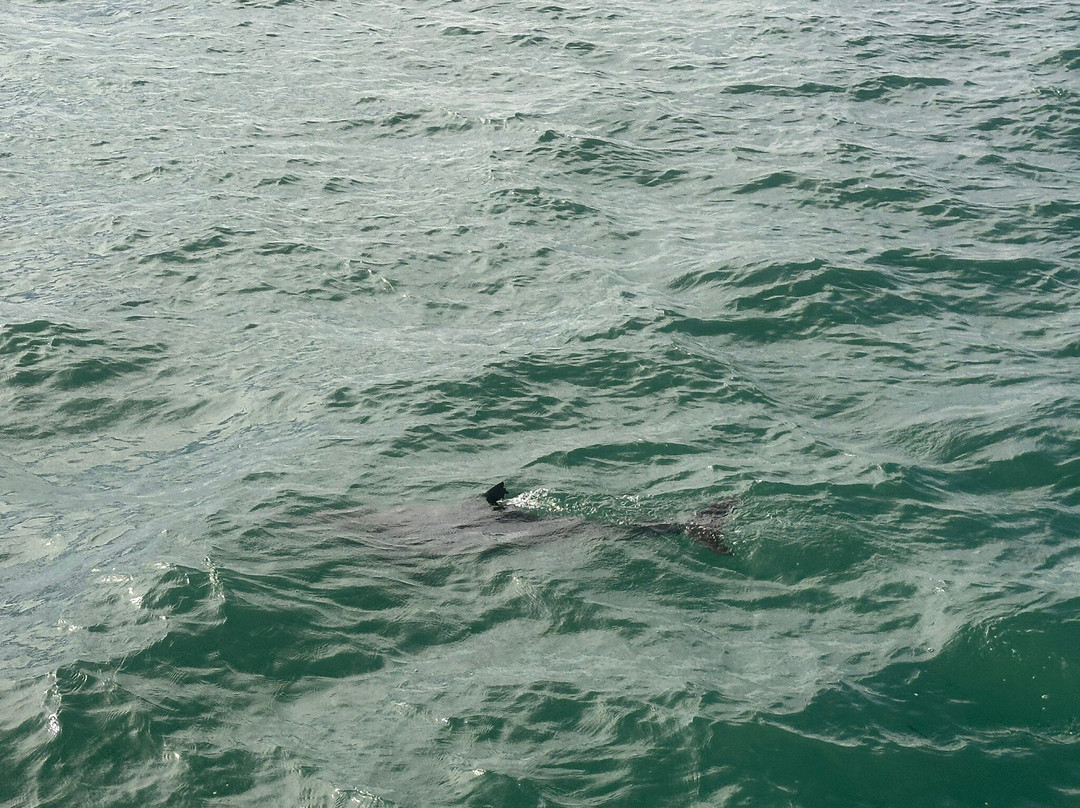 Perfect Nature Cruises-Monkey Mia必去景点