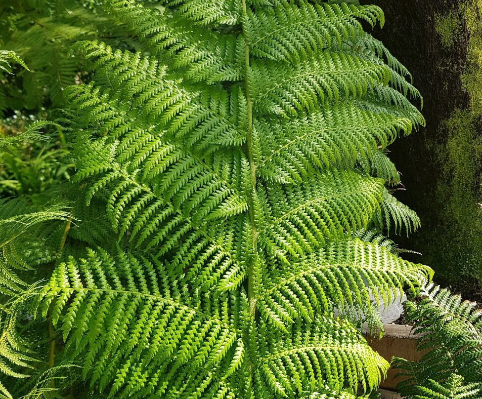 Botanical Garden, Bonn-波恩必去景点
