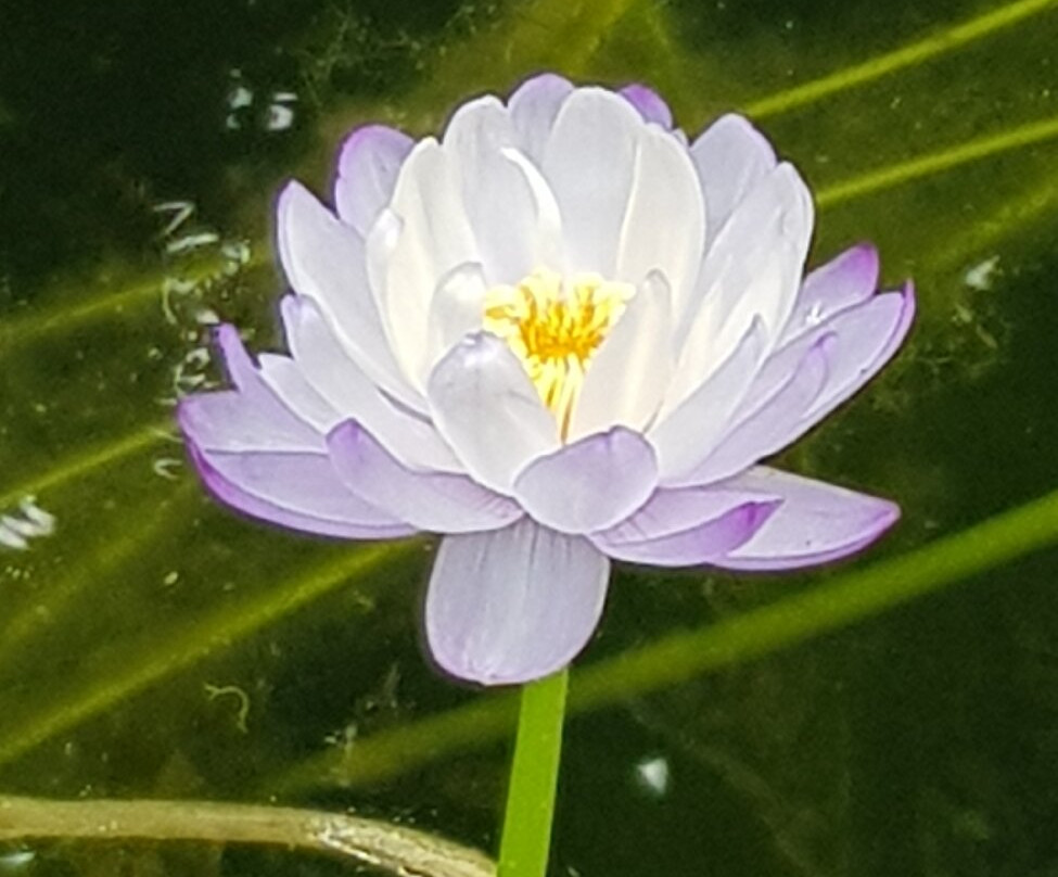 Botanical Garden, Bonn-波恩必去景点