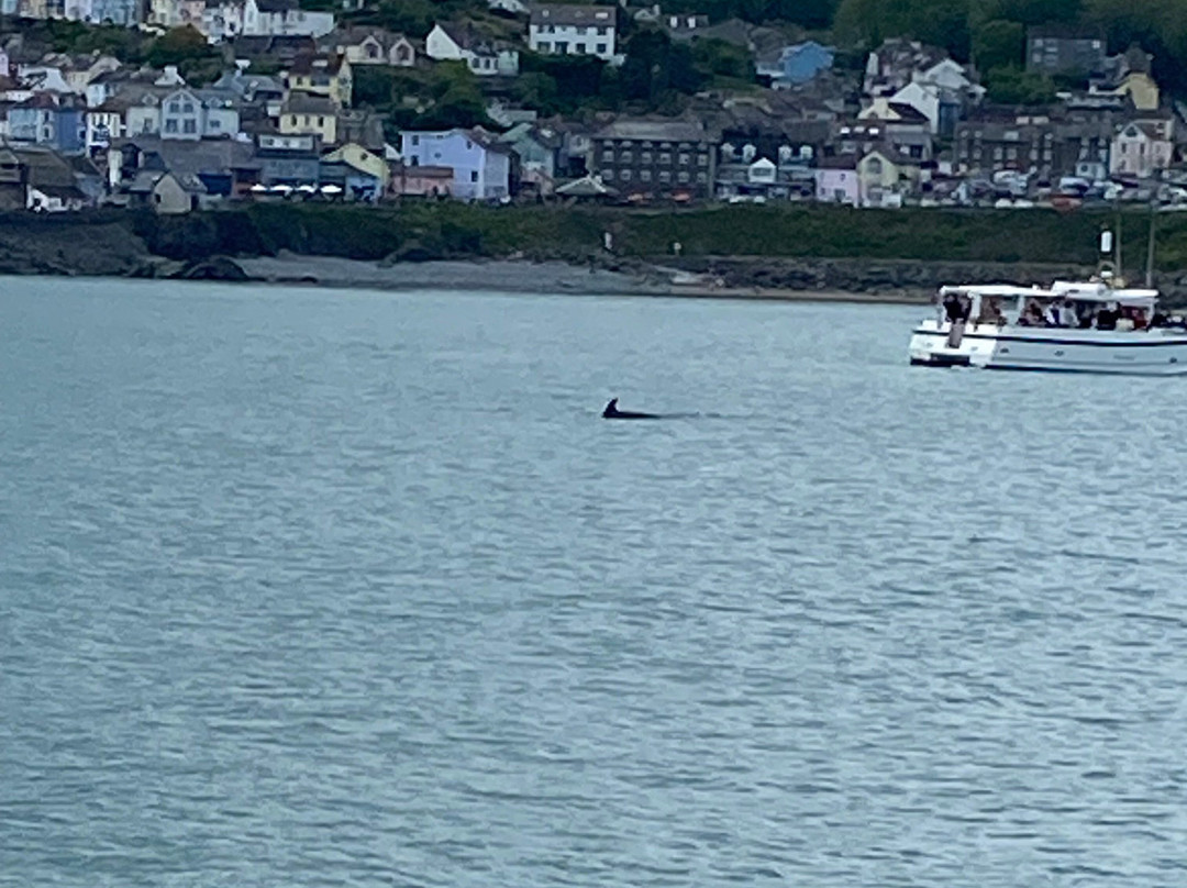 SeaMor Dolphin Watching Boat Trip-纽基必去景点
