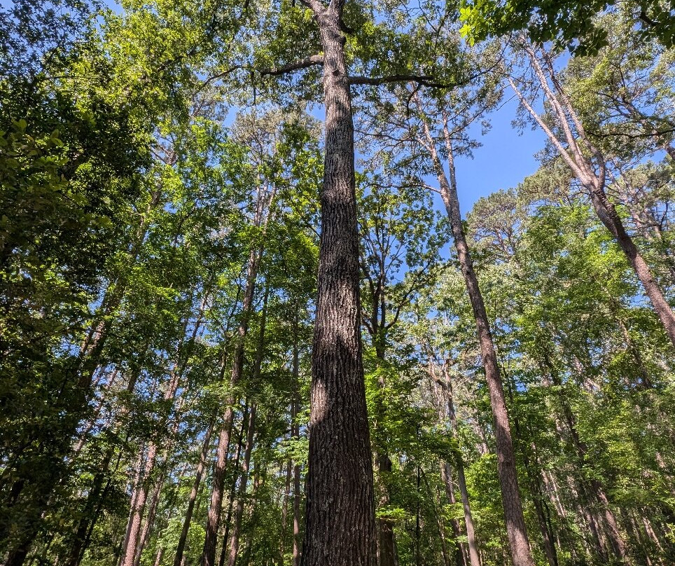Garvan Woodland Gardens-温泉城必去景点