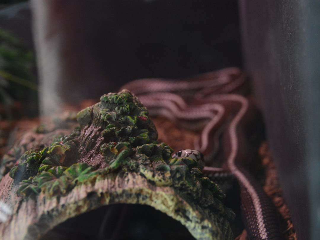 Colorado Gators Reptile Park-Mosca必去景点