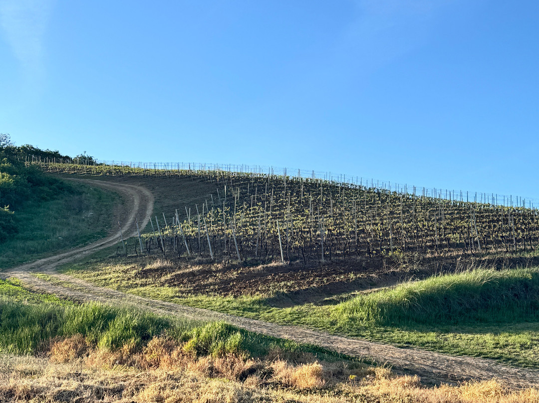 Balla Geza Winery-阿拉德必去景点