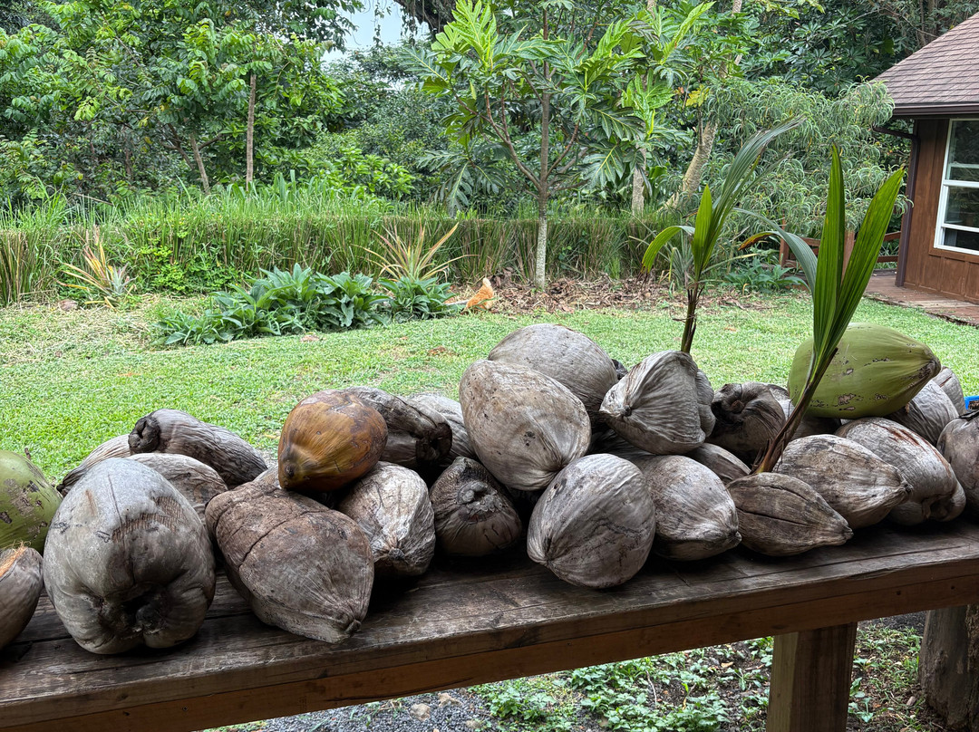 Coconut Information Farm & Cooking School-海库必去景点