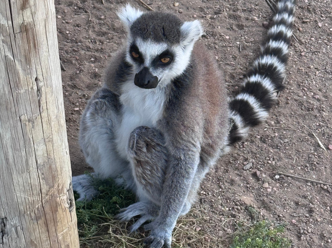 Tanganyika Wildlife Park-Goddard必去景点