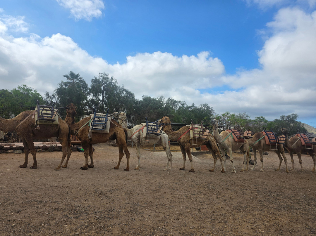 Camel Park-阿罗纳必去景点