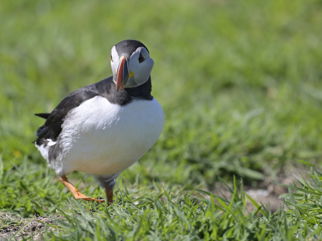 Mull Wildlife Breaks-Salen必去景点
