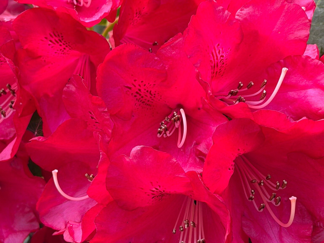 Branklyn Garden-珀斯必去景点
