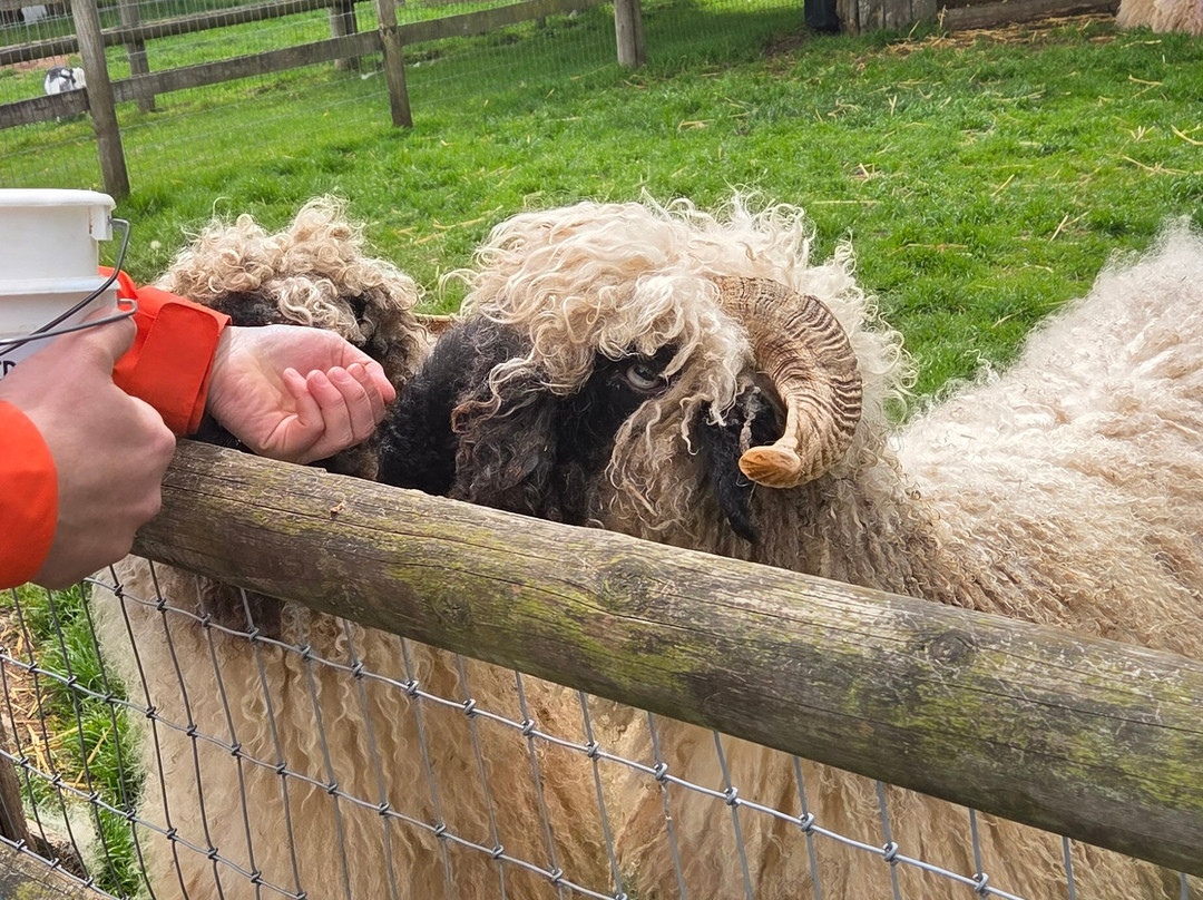Small Breeds Farm Park-Kington必去景点