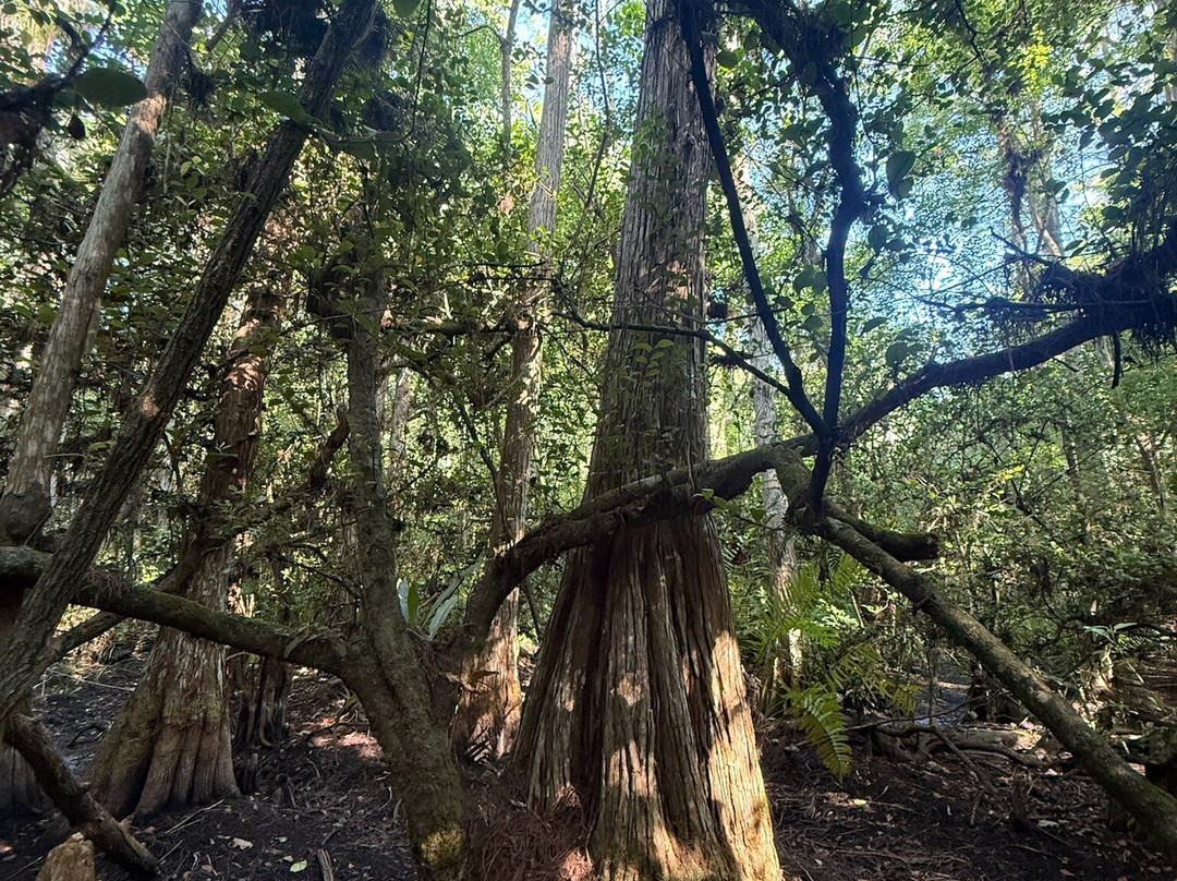 Clyde Butcher's Big Cypress Gallery-奥乔皮必去景点