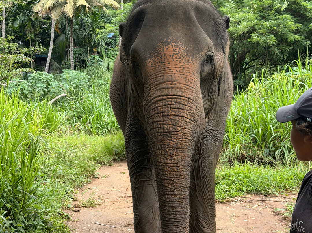 Elephant Freedom Project-凯格勒 必去景点