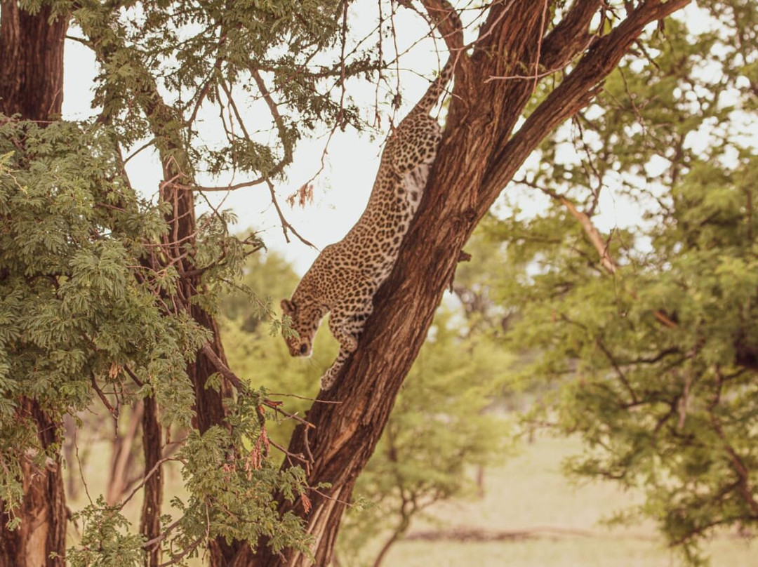 Regal African Safaris-Usa River必去景点