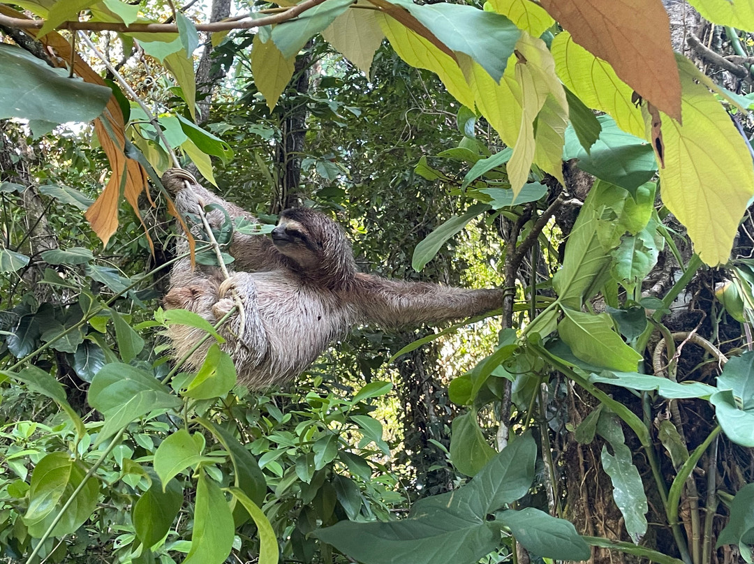 Sloth Point-Bocas del Toro必去景点