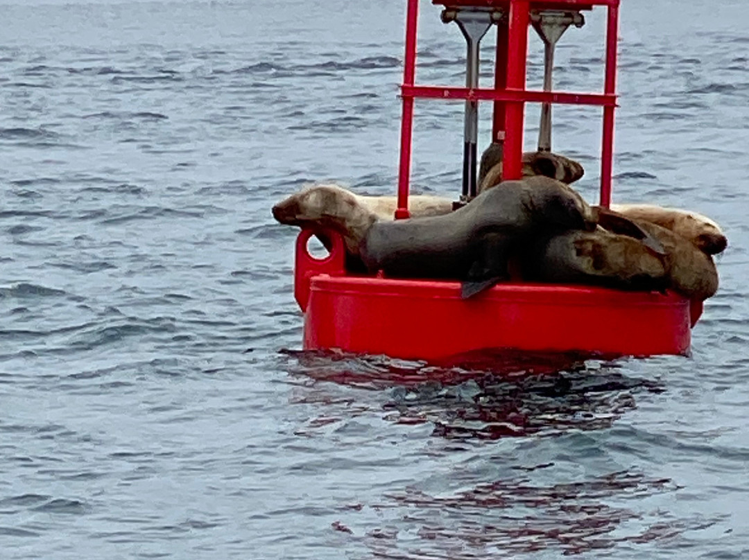 Icy Strait Whale Adventures-胡纳必去景点