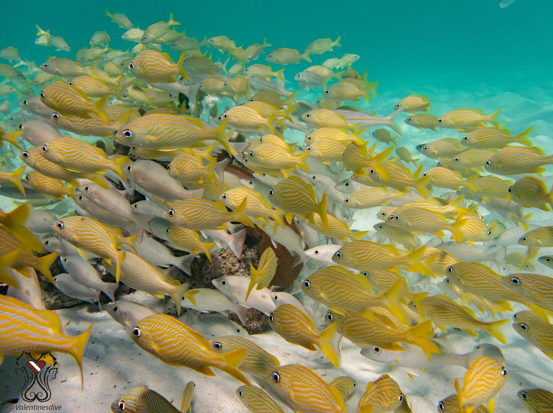 Valentine's Dive Center-哈勃岛必去景点