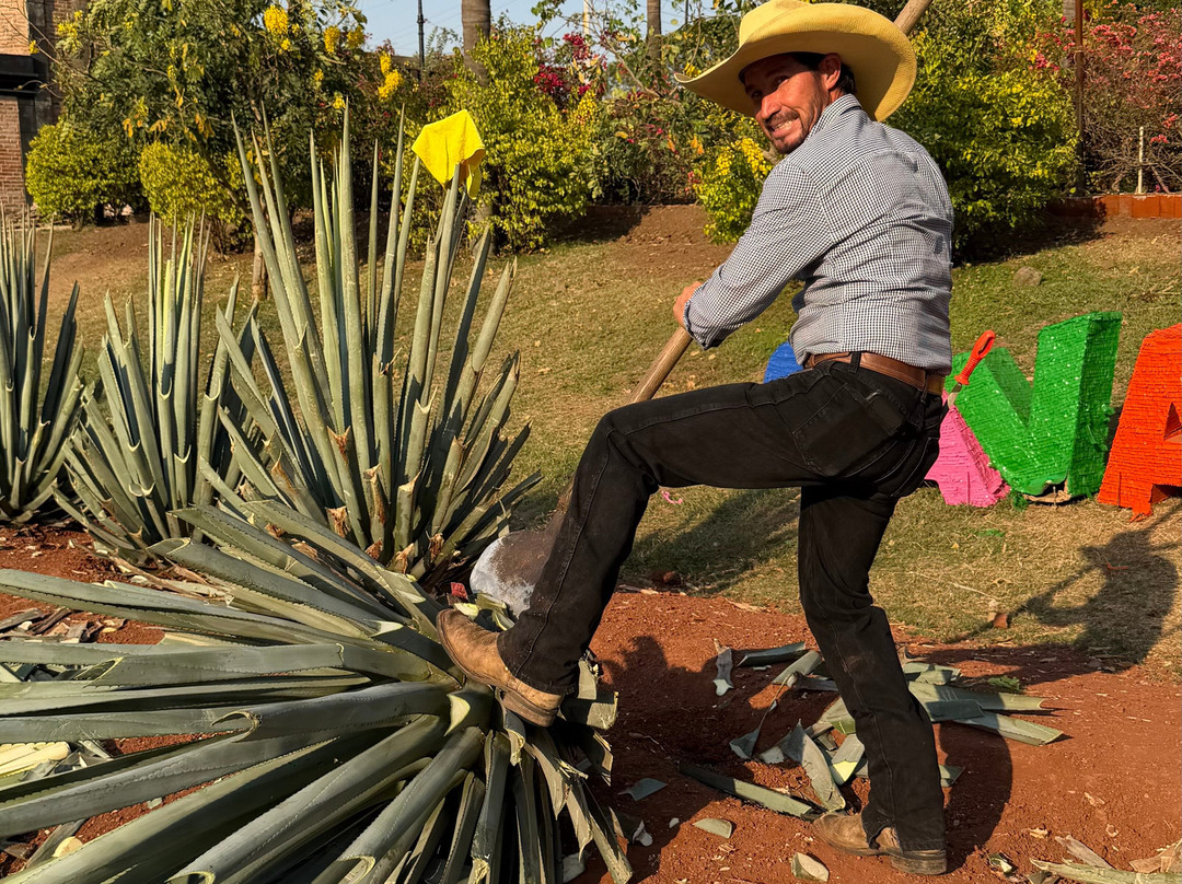 Tequila Cava de Oro-El Arenal必去景点