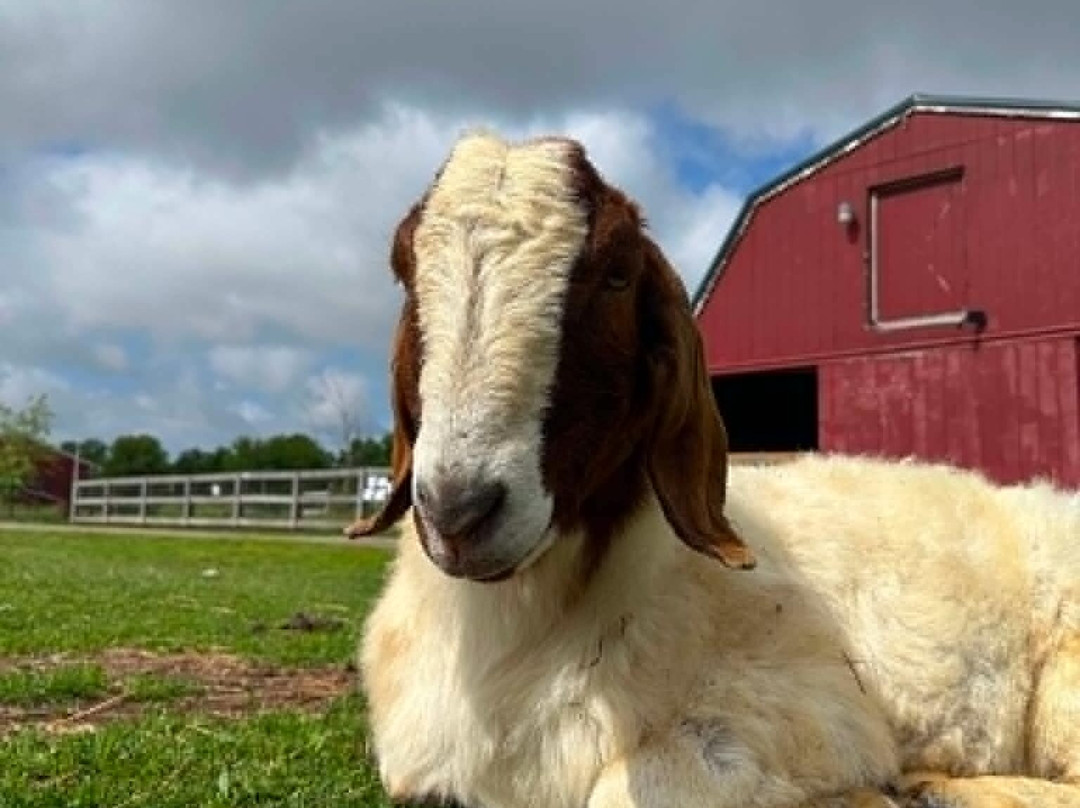 Sunrise Animal Sanctuary-马里斯维尔必去景点